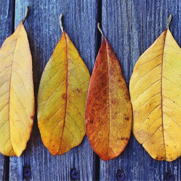 Canva - Four Brown Leaves