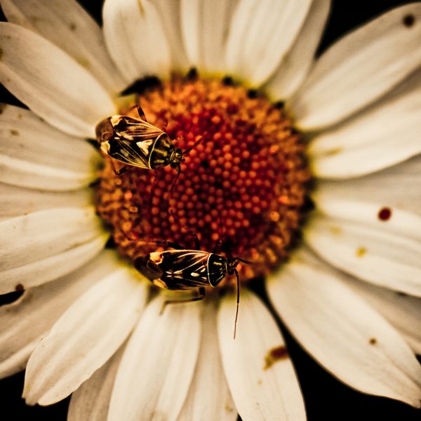 Canva - Two Flies on White Daisy Flowers
